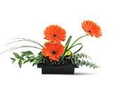 Teleflora's Zen Gerbera Bowl, picture