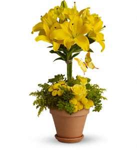 Yellow Fellow in Virginia Beach VA, Posh Petals and Gifts