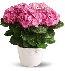 Happy Hydrangea - Pink in Virginia Beach VA, Posh Petals and Gifts