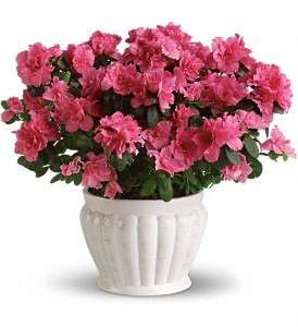 Pretty in Pink Azalea in Virginia Beach VA, Posh Petals and Gifts