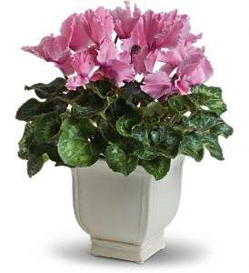 Sunny Cyclamen in Virginia Beach VA, Posh Petals and Gifts