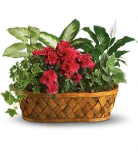 Plants Galore in Virginia Beach VA, Posh Petals and Gifts