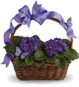 Violets And Butterflies in Virginia BeachVA, Posh Petals and Gifts