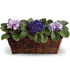 Sweet Violet Trio in Virginia Beach VA, Posh Petals and Gifts