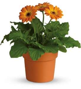 Rainbow Rays Potted Gerbera - Orange in Virginia Beach VA, Posh Petals and Gifts