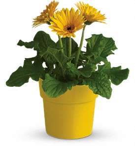 Rainbow Rays Potted Gerbera - Yellow in Virginia Beach VA, Posh Petals and Gifts
