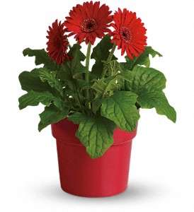 Rainbow Rays Potted Gerbera - Red in Virginia Beach VA, Posh Petals and Gifts