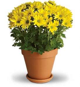 Sweet as a Daisy in Virginia Beach VA, Posh Petals and Gifts