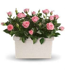 Rose Repose in Virginia Beach VA, Posh Petals and Gifts