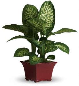 Delightful Dieffenbachia in Virginia Beach VA, Posh Petals and Gifts
