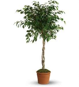 Towering Ficus in Virginia Beach VA, Posh Petals and Gifts