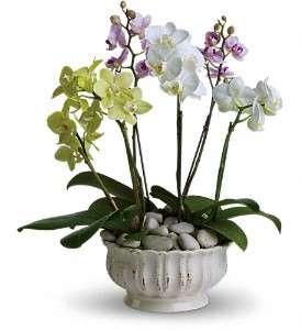 Regal Orchids in Virginia Beach VA, Posh Petals and Gifts