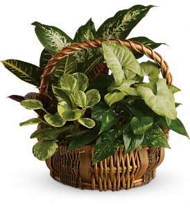 Emerald Garden Basket in Virginia BeachVA, Posh Petals and Gifts