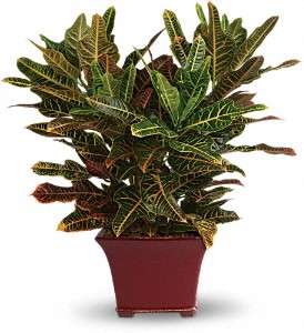 Stately Croton in Virginia Beach VA, Posh Petals and Gifts