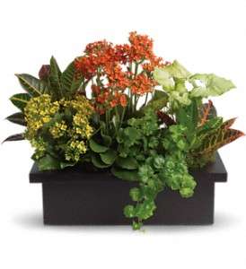 Stylish Plant Assortment in Virginia BeachVA, Posh Petals and Gifts