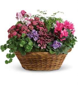 Simply Chic Mixed Plant Basket in Virginia Beach VA, Posh Petals and Gifts