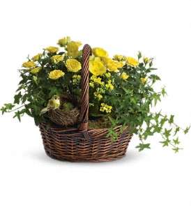 Yellow Trio Basket in Virginia Beach VA, Posh Petals and Gifts