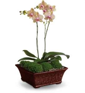 Divine Orchid in Virginia Beach VA, Posh Petals and Gifts