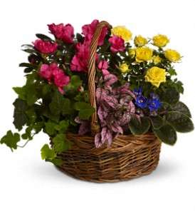 Blooming Garden Basket in Virginia Beach VA, Posh Petals and Gifts