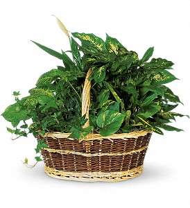 Large Basket Garden in Virginia Beach VA, Posh Petals and Gifts