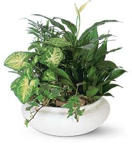 Medium Dish Garden in Virginia Beach VA, Posh Petals and Gifts