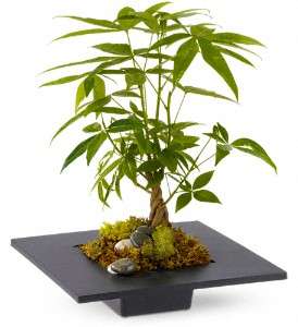 Money Tree in Virginia Beach VA, Posh Petals and Gifts