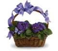 Violets And Butterflies in Virginia Beach VA Posh Petals and Gifts