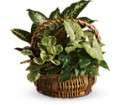 Emerald Garden Basket in Virginia Beach VA Posh Petals and Gifts