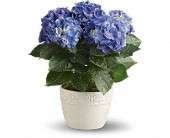 Happy Hydrangea - Blue in Virginia Beach VA, Posh Petals and Gifts