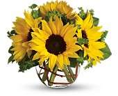Sunny Sunflowers in Virginia Beach VA Posh Petals and Gifts