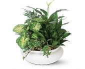 Medium Dish Garden in Virginia Beach, Virginia, Posh Petals and Gifts